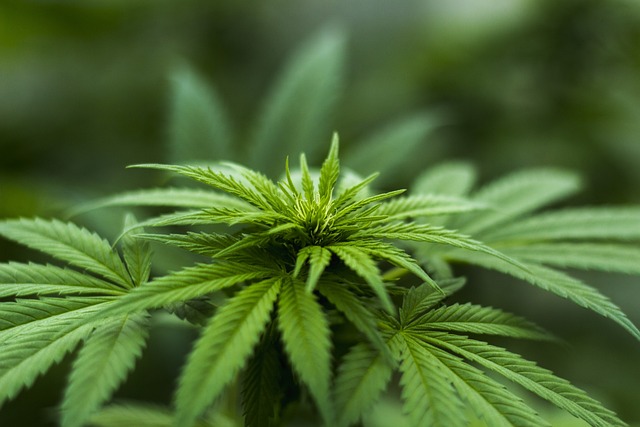 Hemp flower hemp 640x480 62094338.jpeg