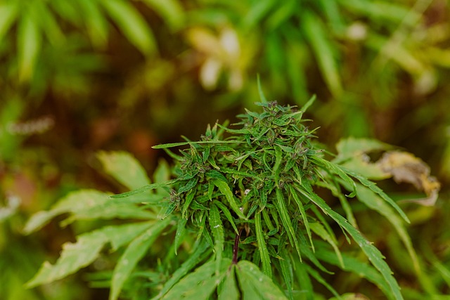 Hemp Flower, Hemp