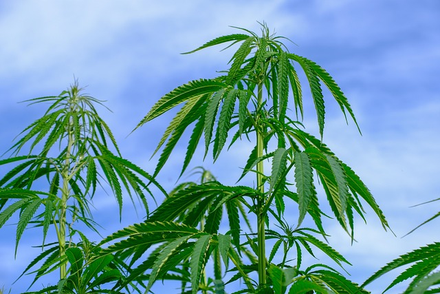 Hemp Flower, Hemp