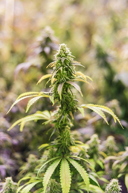 Hemp flower hemp 640x480 66182402.jpeg