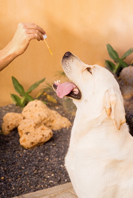 Experience Ultimate Relaxation: Save with Premium FKD Exotics THCA Rosin & Free Disposables!
