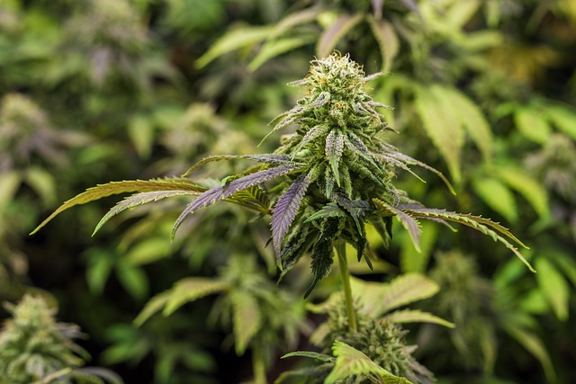 Hemp flower hemp 640x480 67344402.jpeg