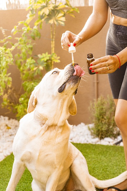 Florida’s Legal THCA Gummies: Stress Relief for Your Furry Friend – Save Up to 20%!