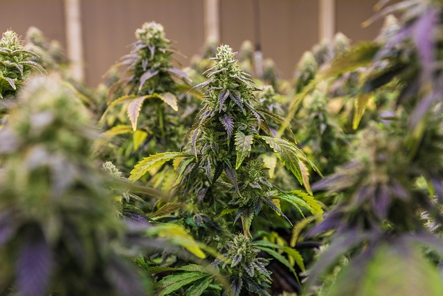 Hemp flower hemp 640x480 70818989.jpeg