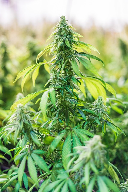Hemp flower hemp 640x480 71226063.jpeg