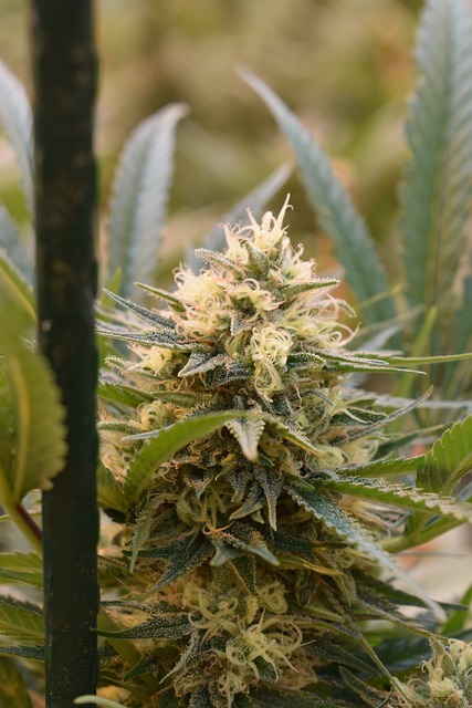 Hemp Flower, Hemp