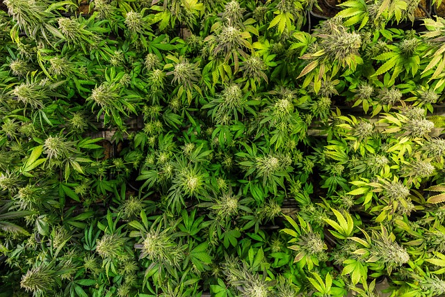 Unlock a Legal High: Safe Delta 9 Edibles, Breaking UK’s THC Ban