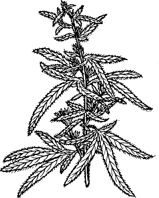 Hemp Flower, Hemp