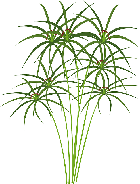 Hemp Flower, Hemp