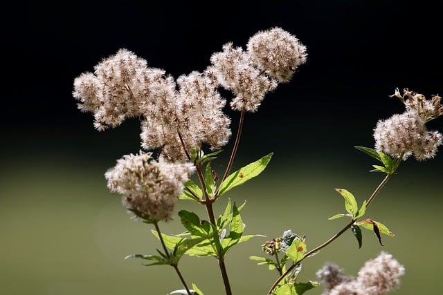 Hemp Flower, Hemp