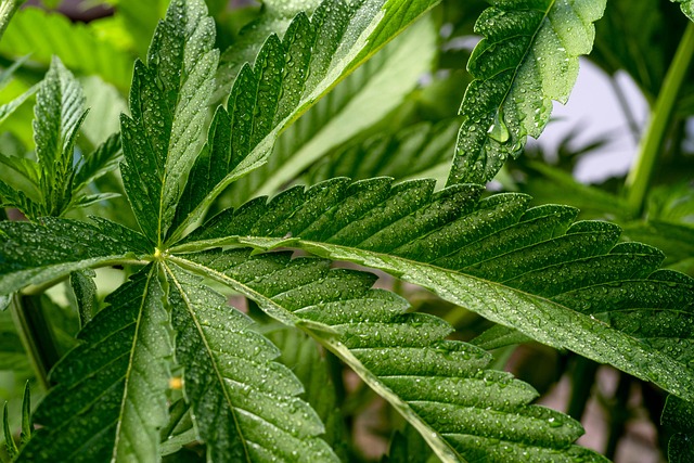 Experience Calm & Save: High-Quality THC Hemp Lamps with Rosin Hash – Shop Now!