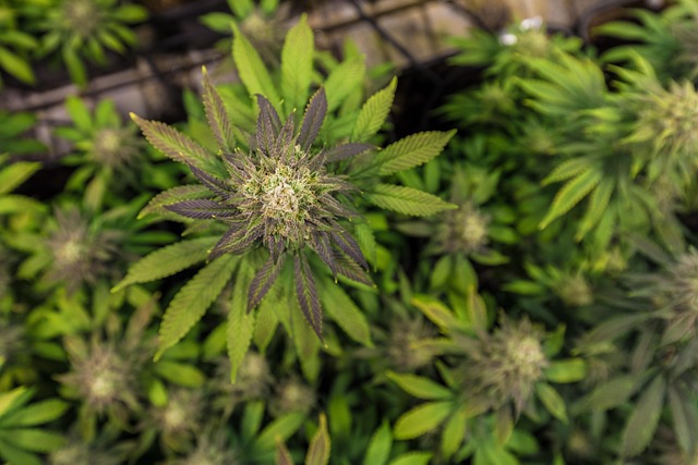 Hemp flower hemp 640x480 77968292.jpeg