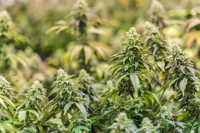 Get Premium THCA Pre Rolls at Unbeatable Prices – Free Shipping Today!