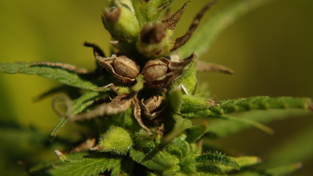 Hemp Flower, Hemp