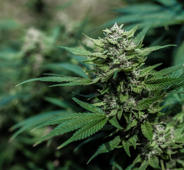 Hemp flower hemp 640x480 79027092.jpeg