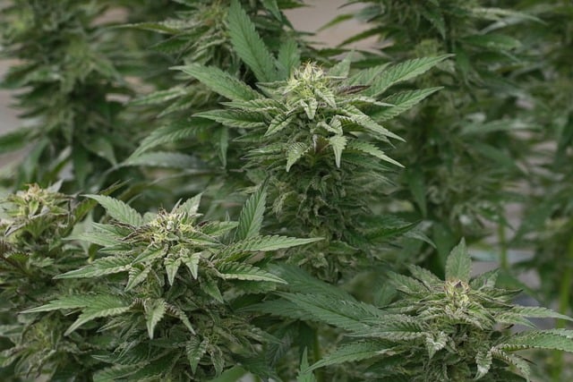 Hemp flower hemp 640x480 81033659.jpeg