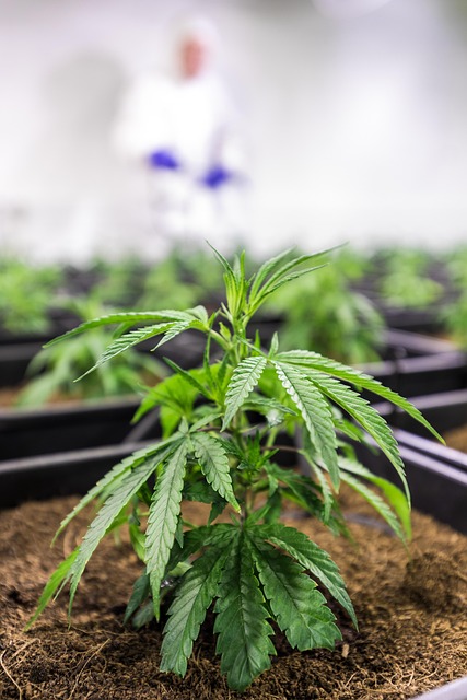 Experience Relief: NY’s Top THC Cream, Free Shipping Today!