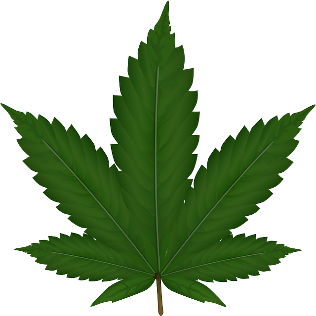 THCA Gummies: Natural Pain Relief – Save 20% & Get Free Shipping!