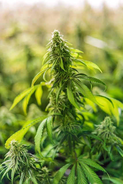 Hemp flower hemp 640x480 84056999.jpeg