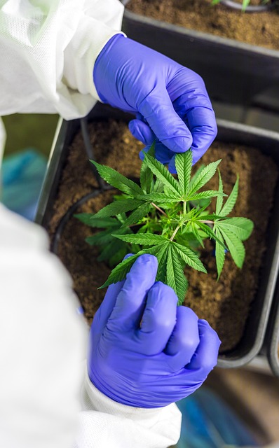 Calm Your Anxiety, Enjoy Guilt-Free: Sugar-Free CBD Hemp Drinks