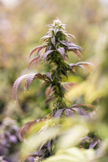 Legal in Georgia: Relieve Stress with Safe THCA Gummies for Your Pet