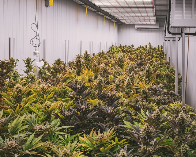 Unlock Calm & Energy: Your Ultimate Guide to CBD Isolate Dosage