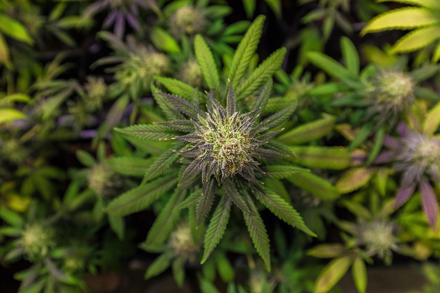 Hemp flower hemp 640x480 89022167.jpeg