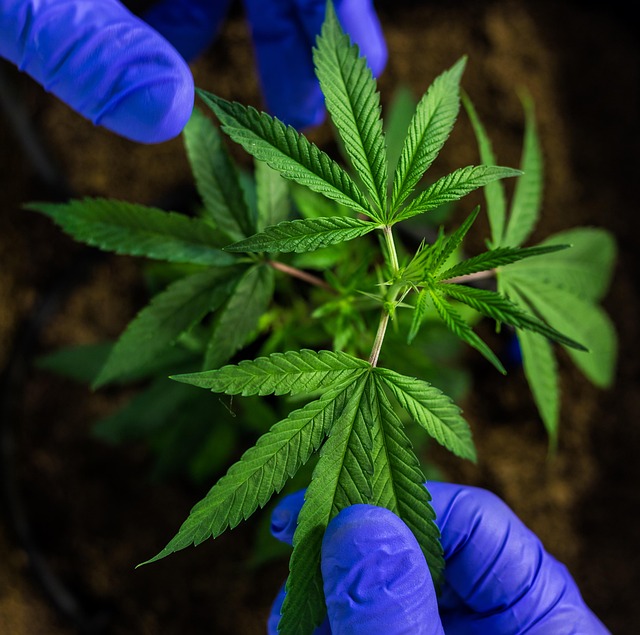 Experience Stress Relief: Safe, THC-Free CBD Tincture Drops on Sale!