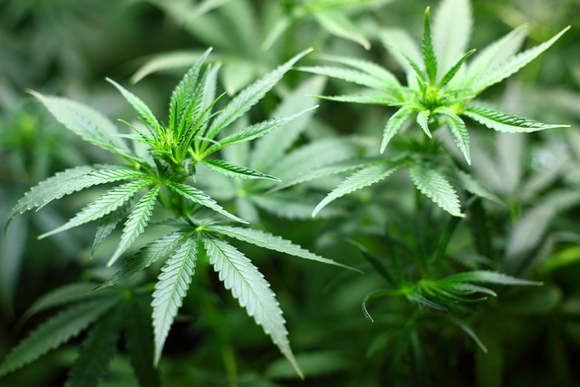 Hemp flower hemp 640x480 92952349.jpeg