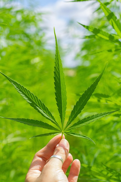 Experience Instant Relief with Natural Delta 8 Oil Drops – GMO-Free THC, Safe Rosin, Free Shipping!
