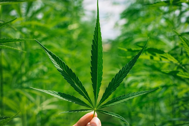 Hemp flower hemp 640x480 98536342.jpeg