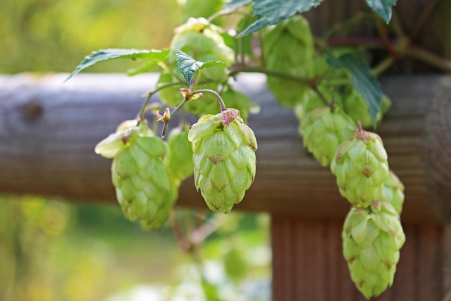 Unleash Your Energy: All-Natural Hemp Drinks – No Harmful Side Effects