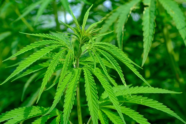 Experience Powerful THC Rosin Vapes: Elevate Your Delta 9 Edible Journey