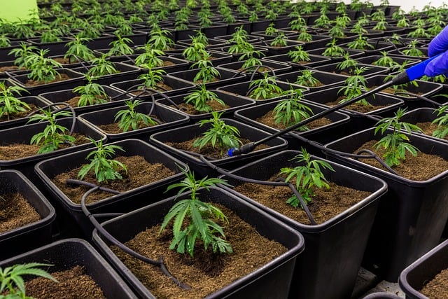 Unlock Natural Energy: Save Money, Enhance Well-being with Hemp Extract Drinks