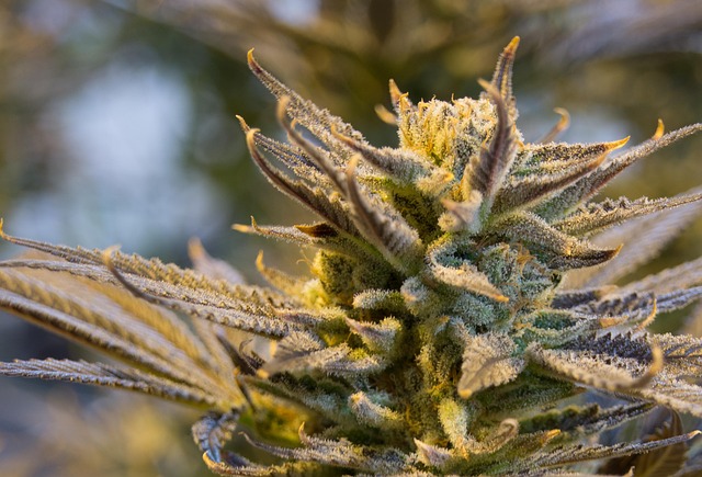 Sleep Soundly: Top-Rated THCA Oil for Anxiety-Free Nights – Act Now!