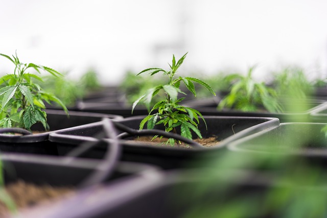 Experience Natural Calm with Rosin THCA: Try Now, Save More!