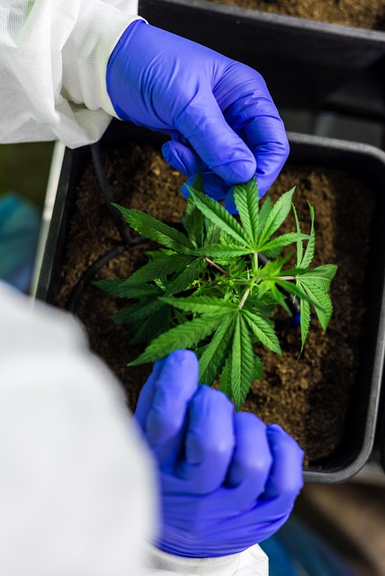Calm Your Mind & Save: Natural Relief with THC-Free CBD Isolate Powder