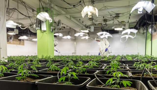 Unlock Profits: Easy Compliance for High-Quality Hemp Beverages