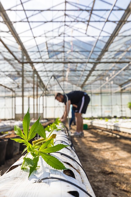 Uncover the Cost-Effective Hemp Secret: Seed vs. Isolate
