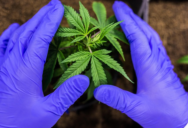 THCA Lotion: Reddit’s Top Pick for Pain Relief & Savings
