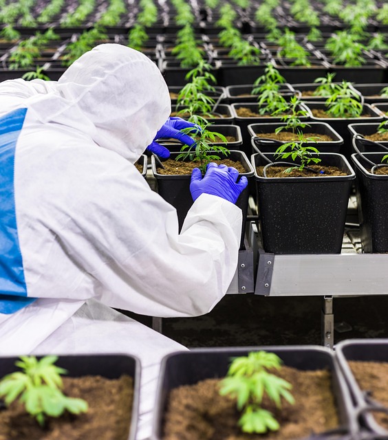 Legalize Your Income: Top THC Extracts for a Guilt-Free High & Savings