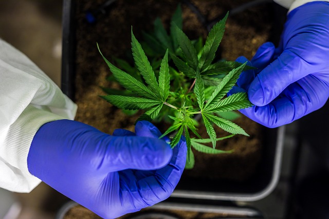 Experience Gluten-Free Relief: Hemp Oil for Chronic Pain & THC-Free Gummies