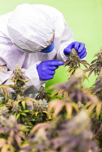Experience Lasting Pain Relief with Our Long-Lasting THCA Lotion – Get Your Free Sample Now!