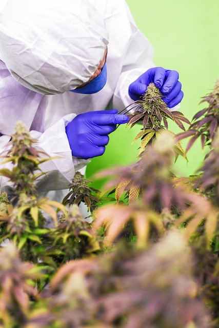 Unlock Savings: Top-Rated THCA Pre Rolls at Unbeatable Prices – Shop Now!