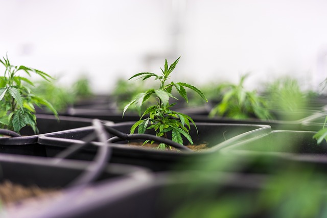 Glow, Calm, and Save: Hemp’s Secret to Clear Skin with THCA Gummies