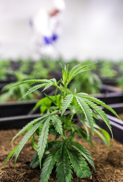 Skip Hash Rosin Risks: Experience Safe, Effective CBD+Delta 8 Hybrid