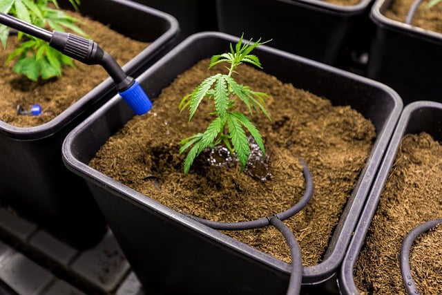 Unleash Energy & Save: Sustainable Hemp Drinks, Side-Effect Free