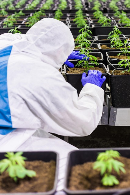 Experience the Hybrid Difference: Save Big with CBD + Delta 8 Deals