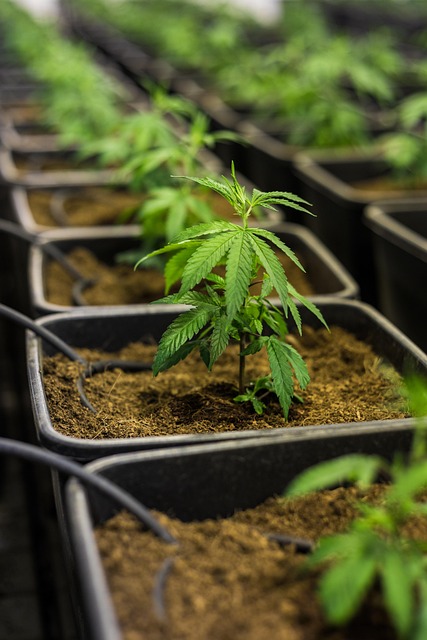 Save Money & Support Veterans: Top Pure Cannabidiol Isolates