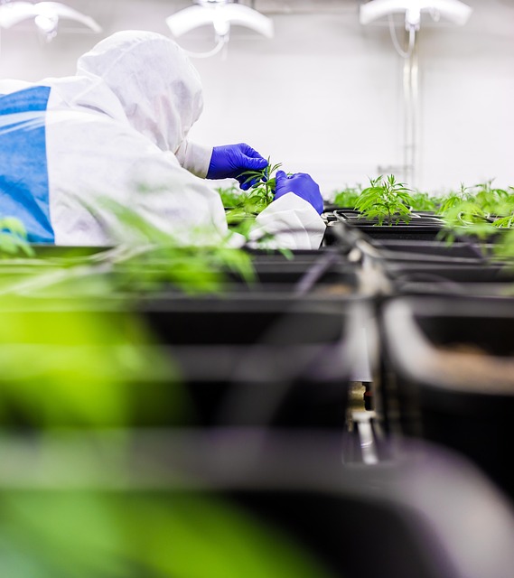 Unlock Savings: Find the Perfect Organic Hemp Isolate Powder Source